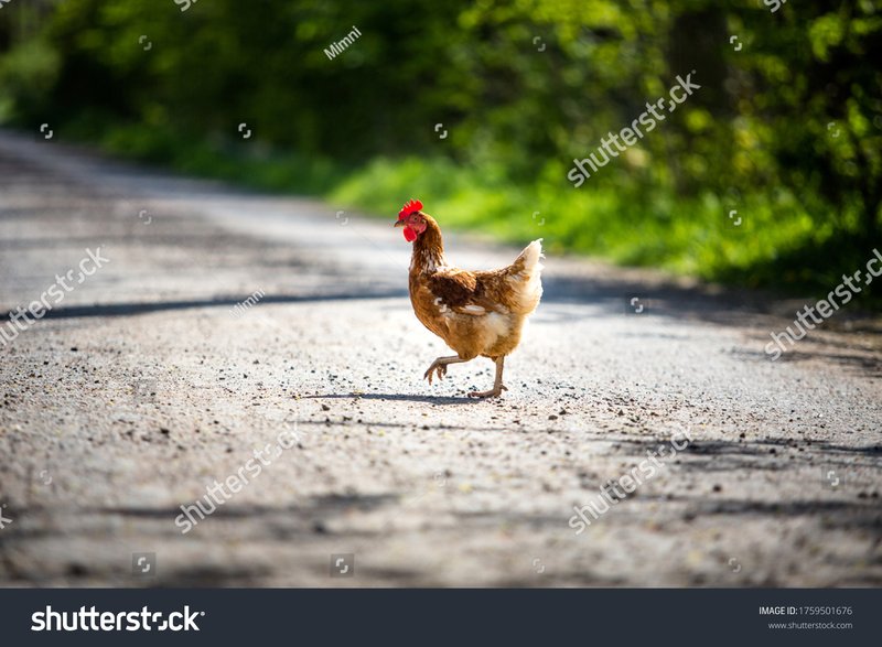 Descubre el Misterio detrás de la Ruta del Pollo en España Online in Spain